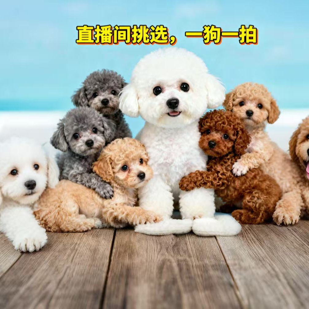 【自选宠物小型犬】比熊 灰泰迪 宠物活体 适合家养的可爱小型狗