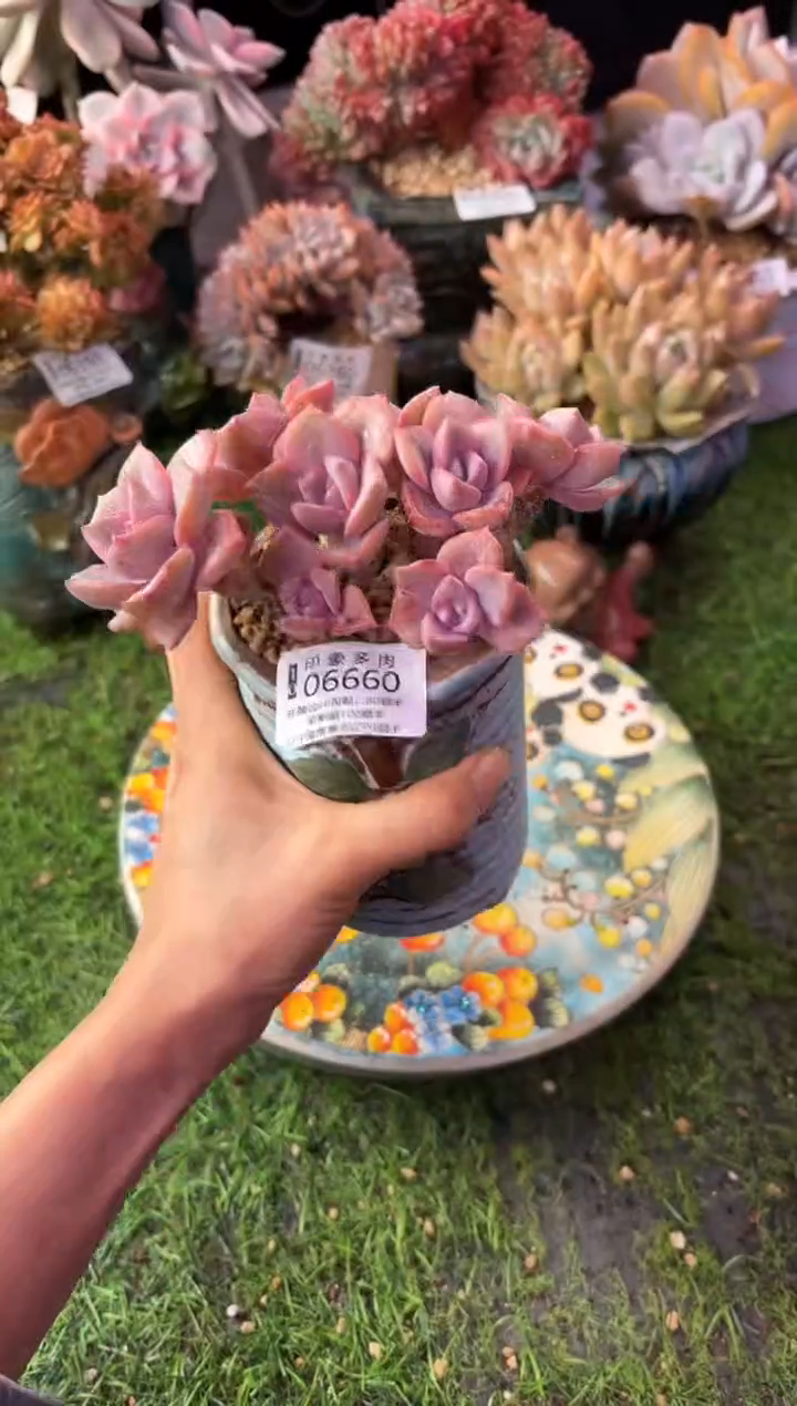 昆明印象多肉06660