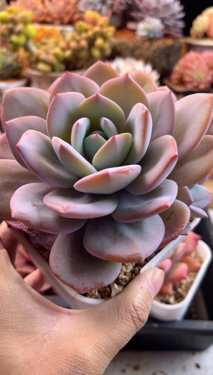 【闪购商品】1.13-107奶茶双头