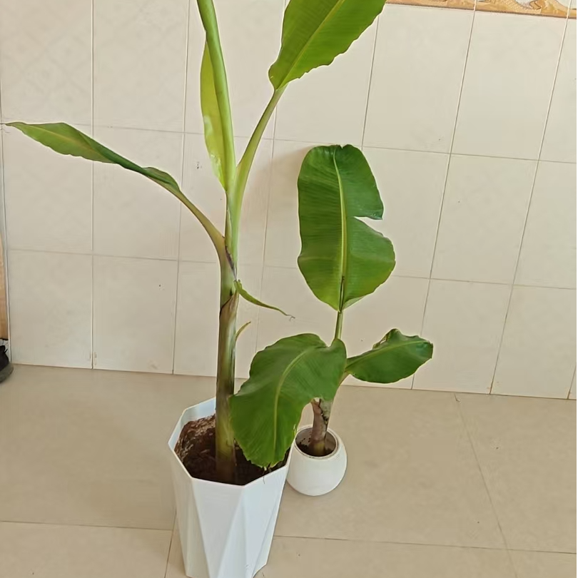 芭蕉树芭蕉滴水观音盆景观赏