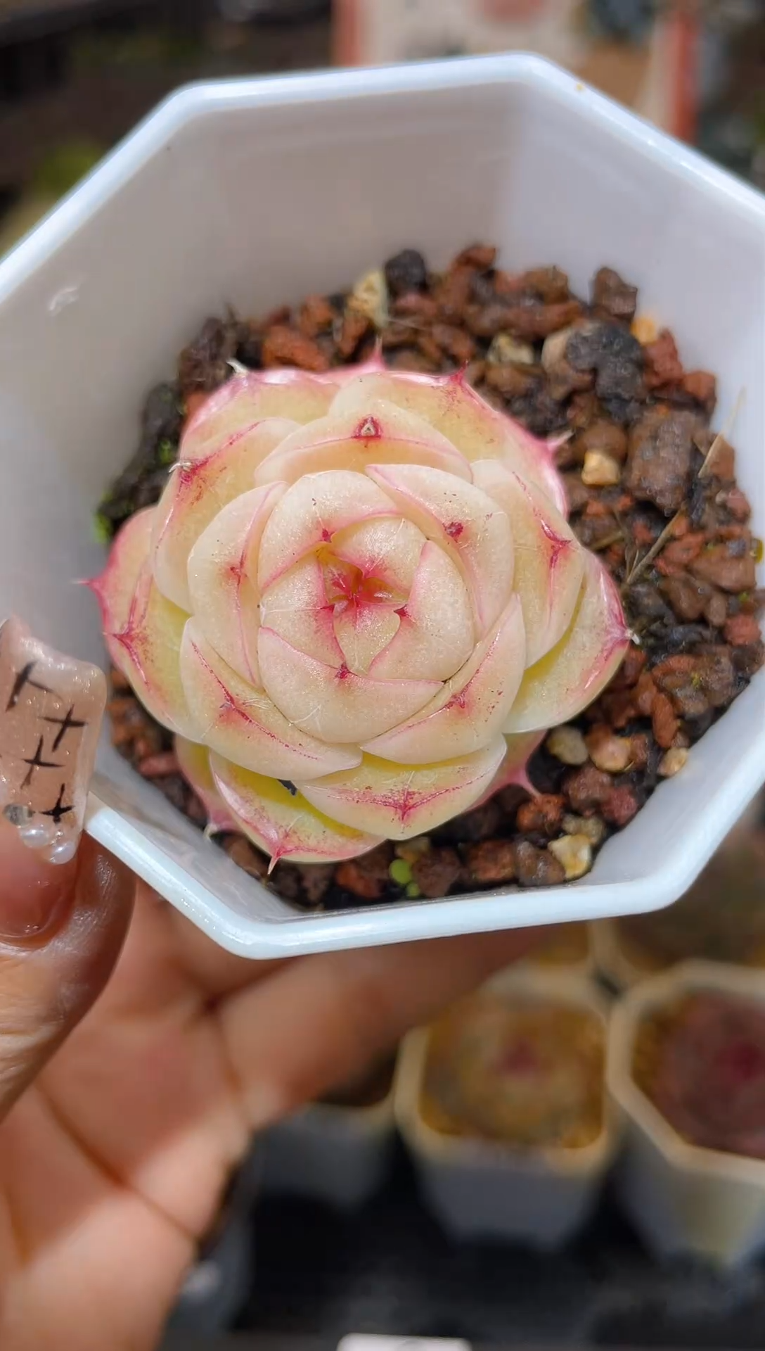 【闪购商品】173御书房