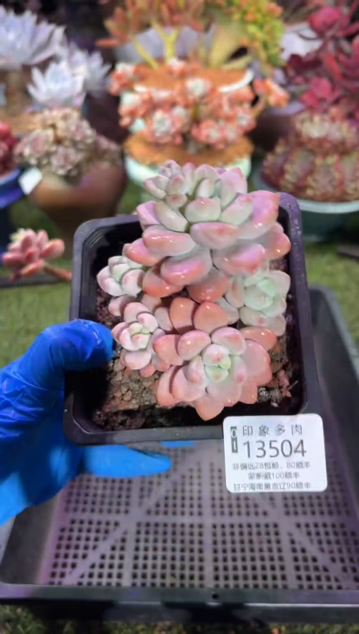 【闪购商品】13504