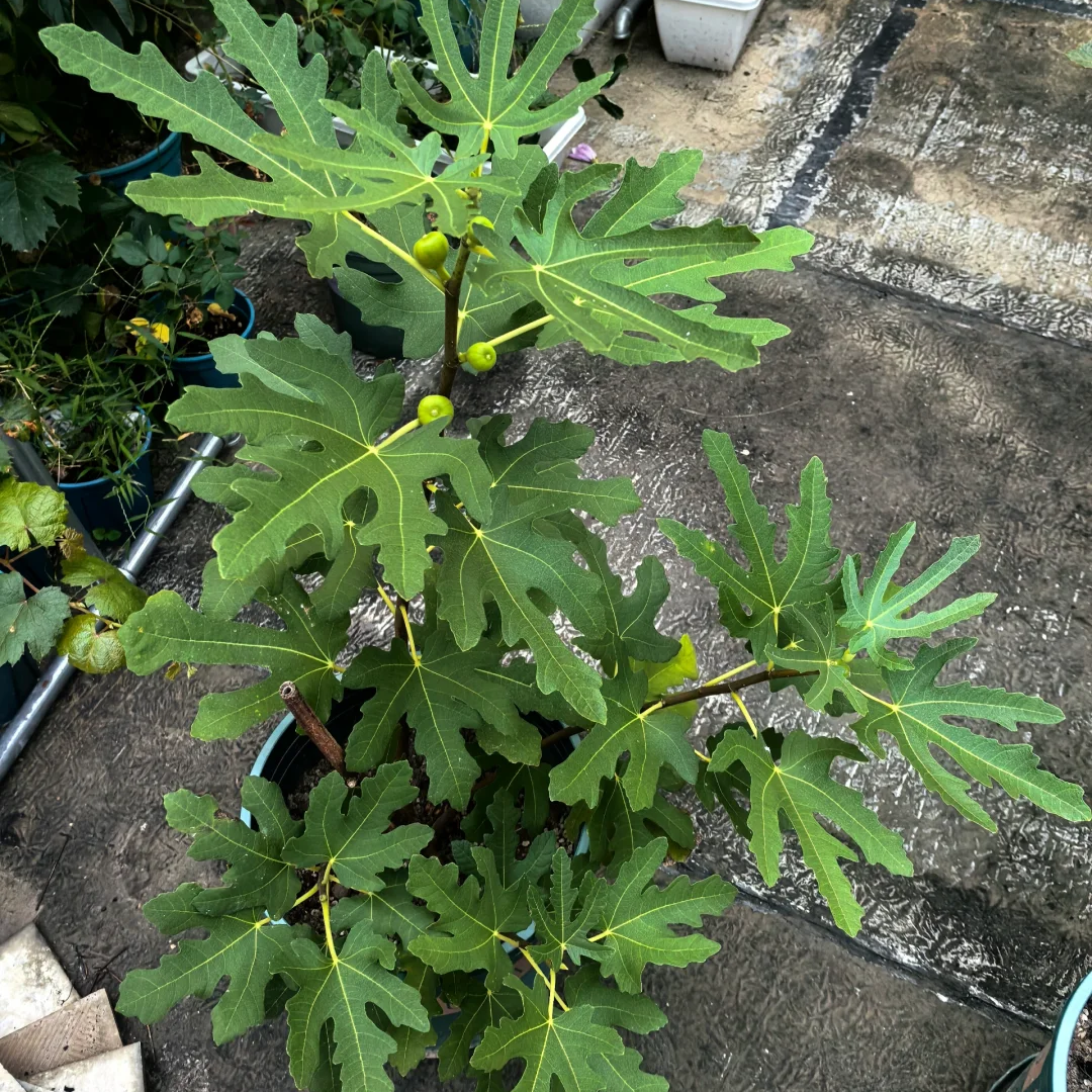 【 拍1发2】 无花果苗带土带盆好养易结果