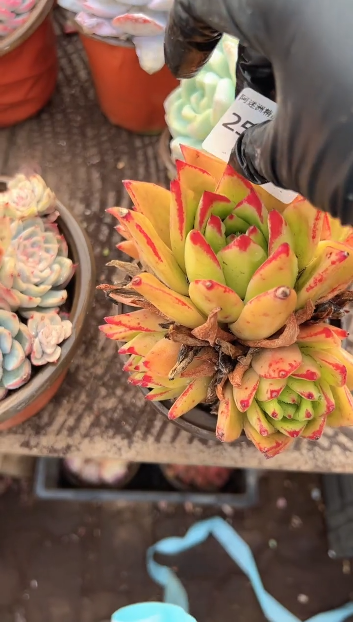 嘉*多肉植物一物一拍25369