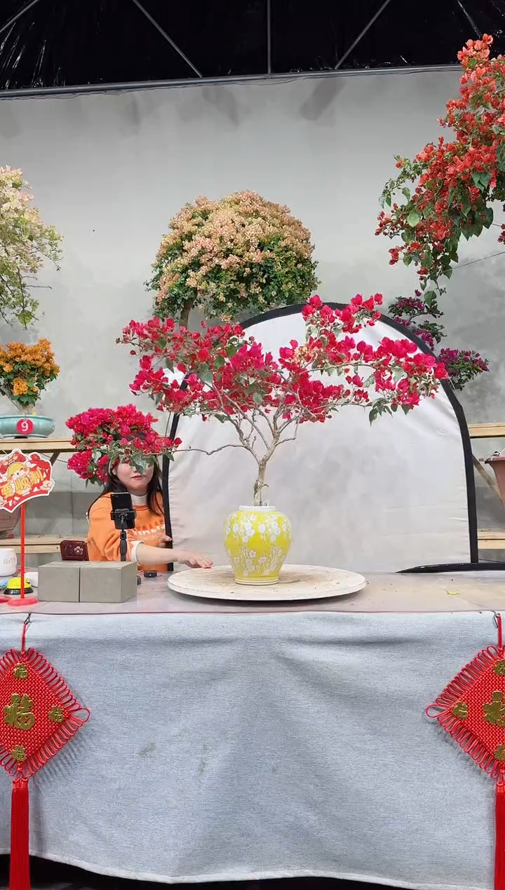 【闪购商品】盆景血斑红