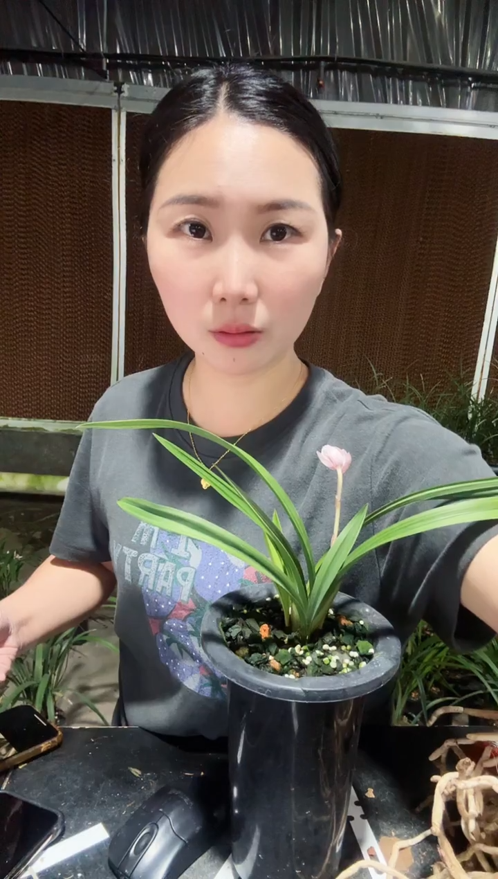 无花朵富山奇碟023 