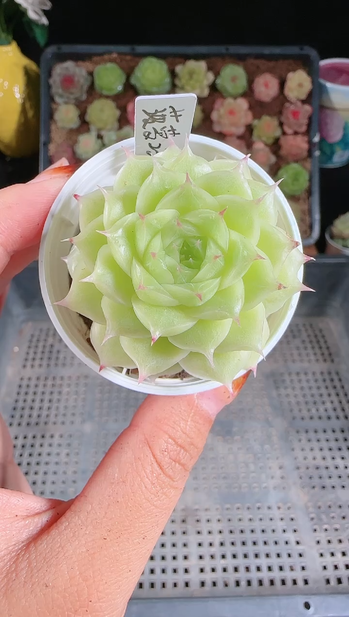 小****来1123-559菠萝切糕群生不包整