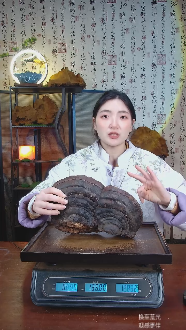 红缘拟层孔菌中国大陆【藏区野生】红缘树舌（1.6斤）20-30年份