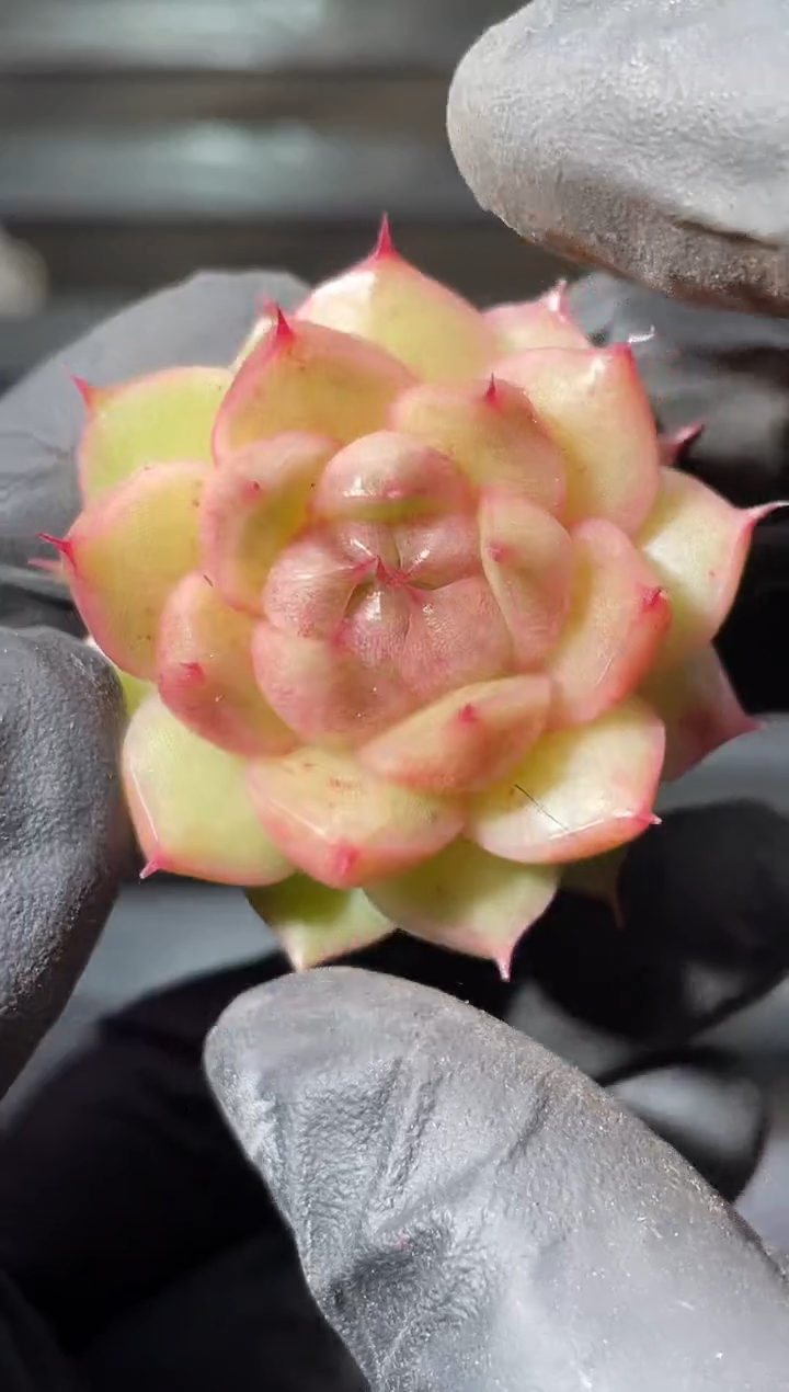 23-37 宝石海胆2-3厘米量拍发一颗