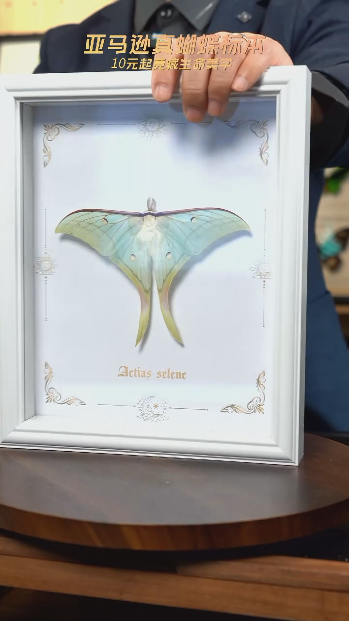 短尾大蚕蛾标本10寸欧式白框