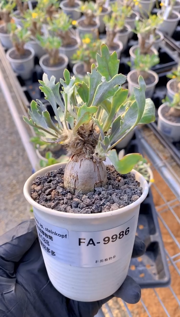 【闪购商品】鹿角冠厚敦菊FA-9986