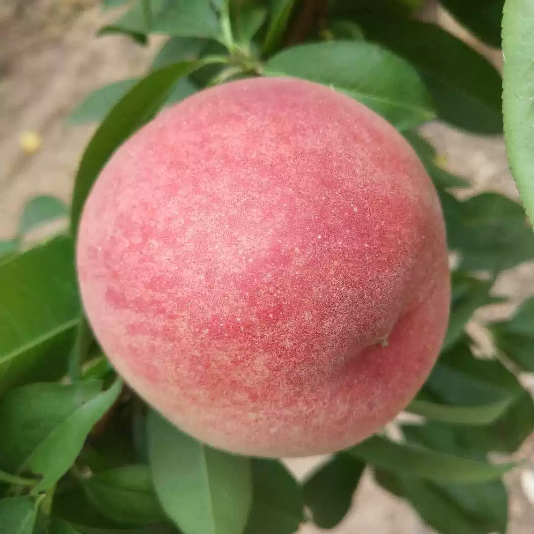 【砀山毛桃】新鲜水果砀山脆桃毛桃多汁高端脆甜单个250克左右安徽省