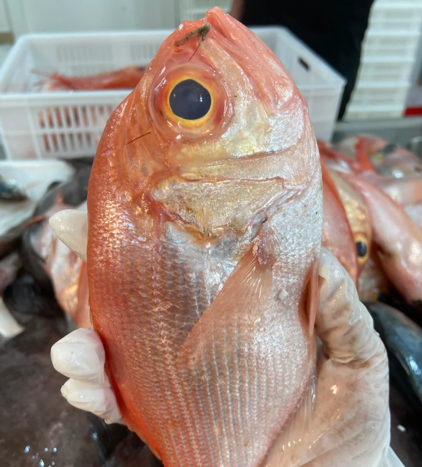 汕尾本港红皮刀鱼