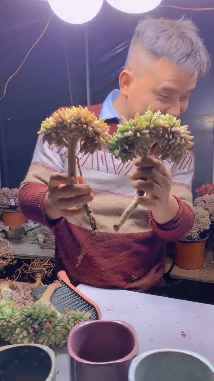 【闪购商品】缀化268