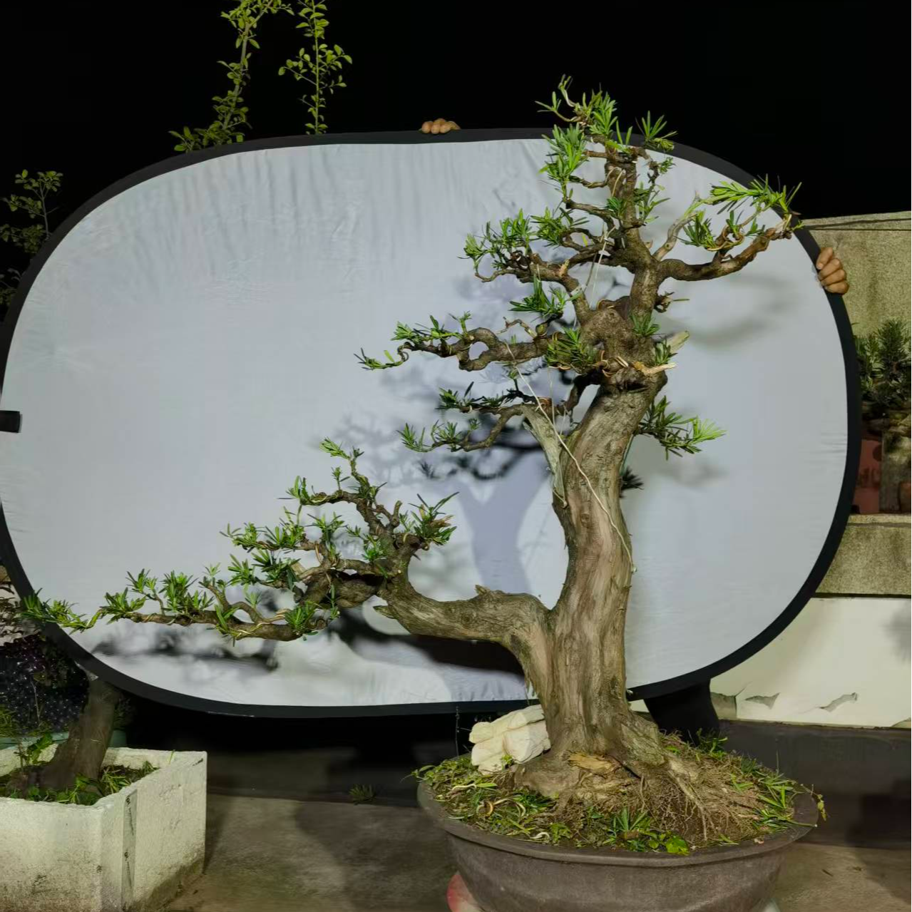 大型罗汉松盆景 罗汉松素材 罗汉松盆景 矮霸罗汉松 雀舌罗汉松