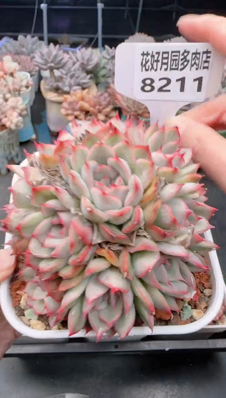 【闪购商品】8211猎户座