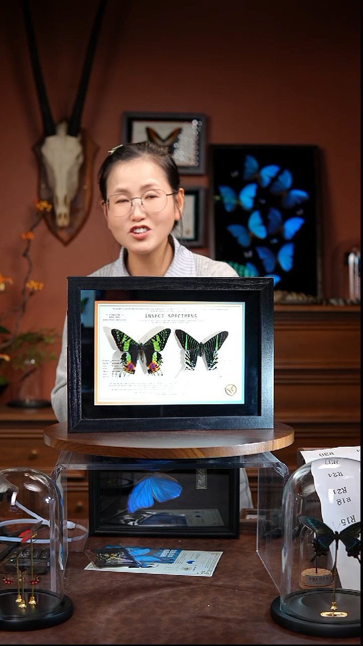 太阳蛾与月亮蛾组合款      常规