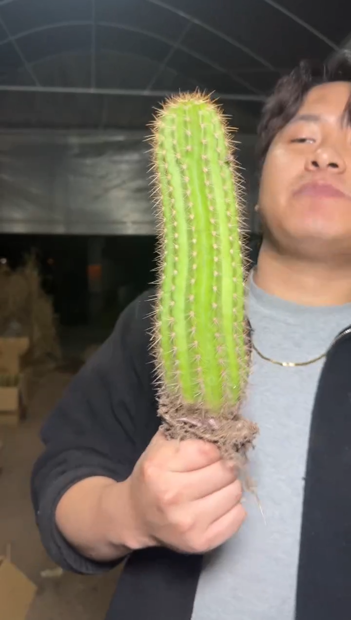 大号 时光毛花柱【带根】