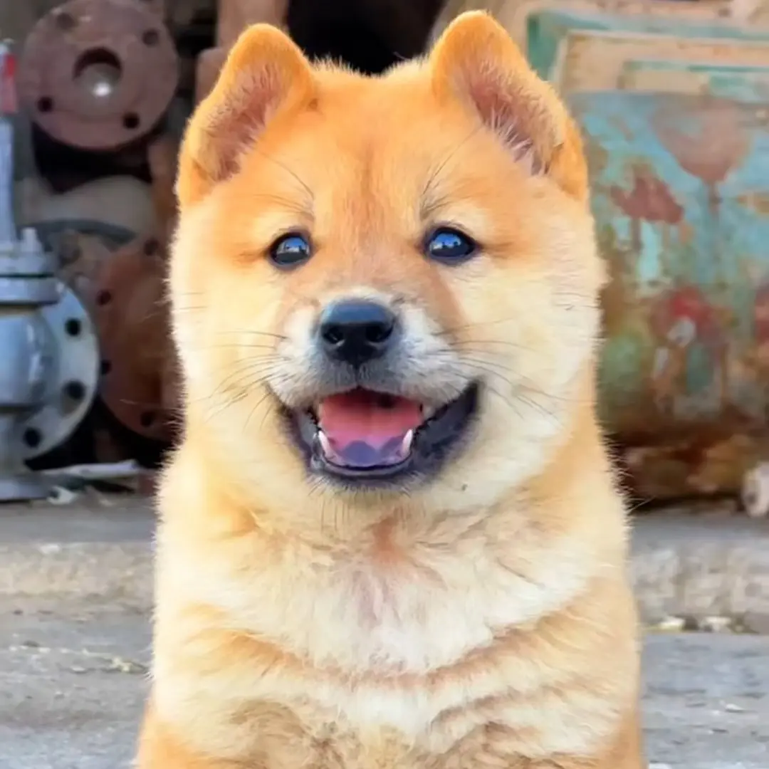 （冰琦凌天上星）中华田园犬中的桂林小土狗