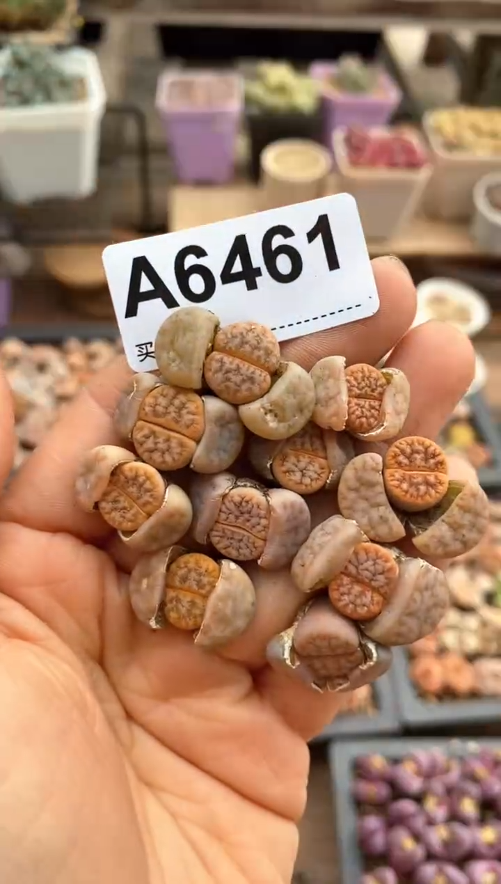 【闪购商品】6461直播一物一拍