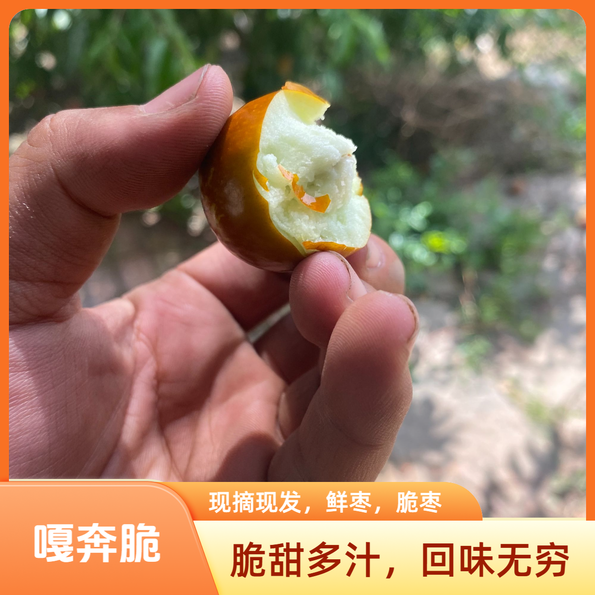 朝阳大枣孙家湾现摘先发脆爽酸甜包邮发货