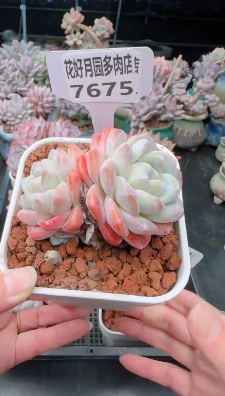 【闪购商品】7675冰玉