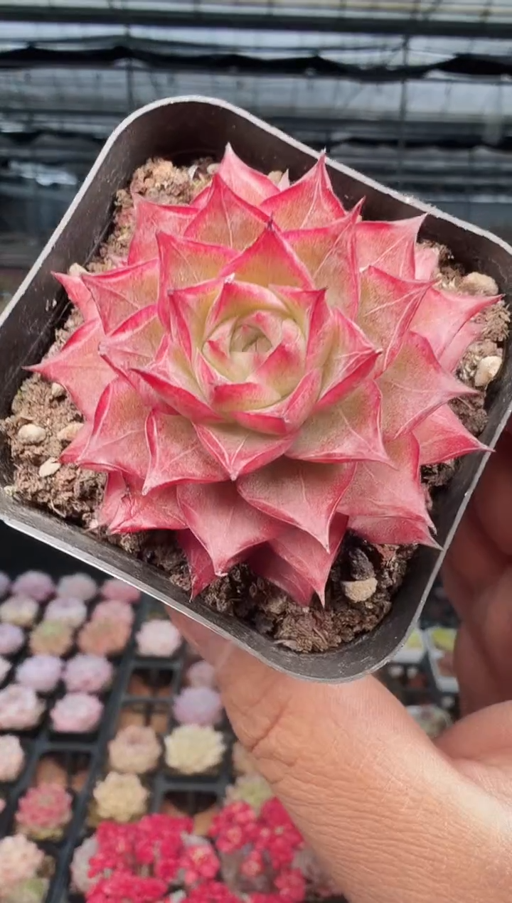 东云多肉园新款-472