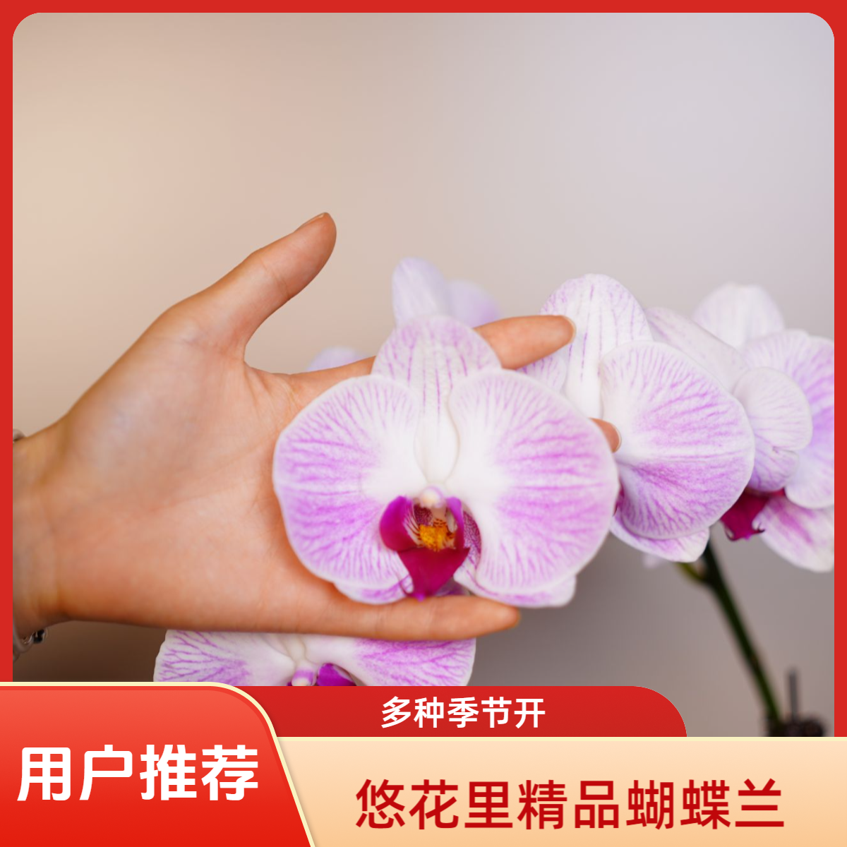 《明兰基地》蝴蝶兰（代号6972）3.0寸全花开花珠发货