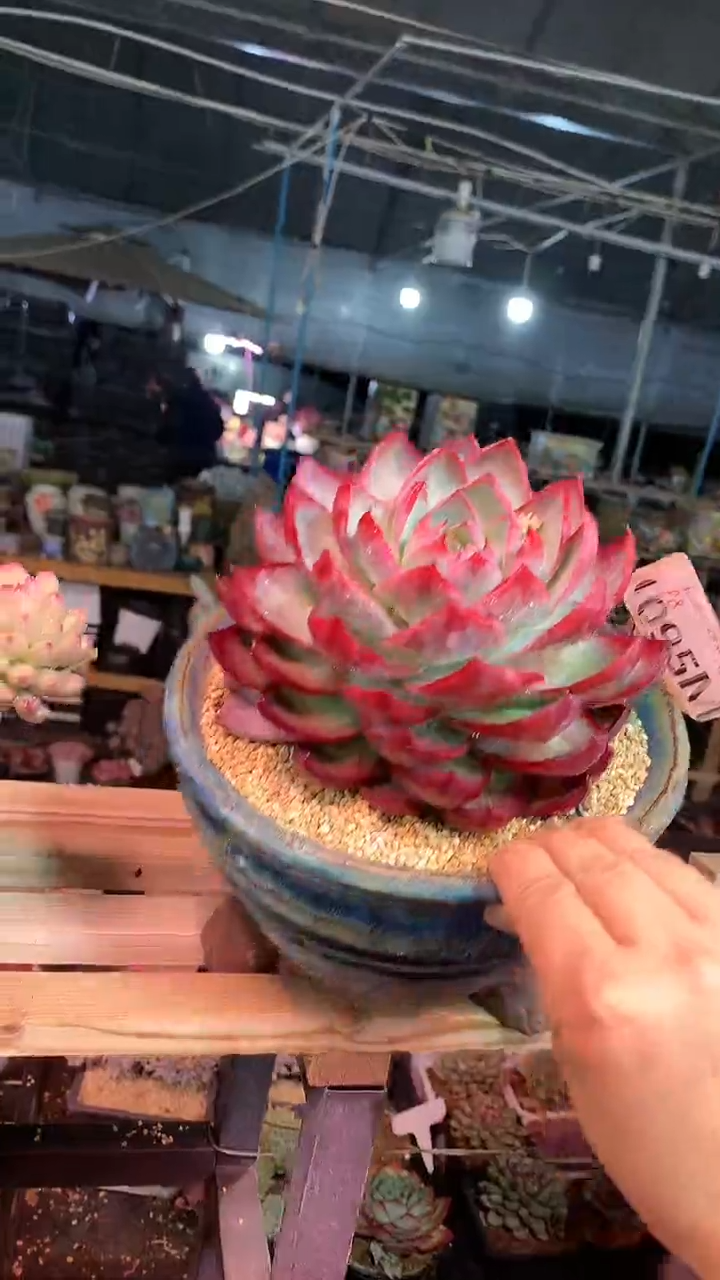 【闪购商品】095MMM