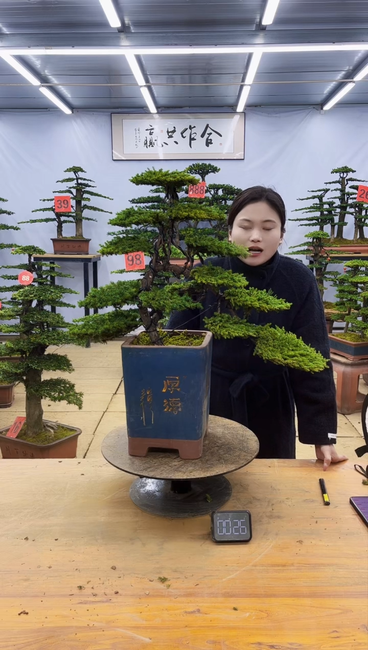 【闪购商品】高端盆景一物一拍，所见即所得