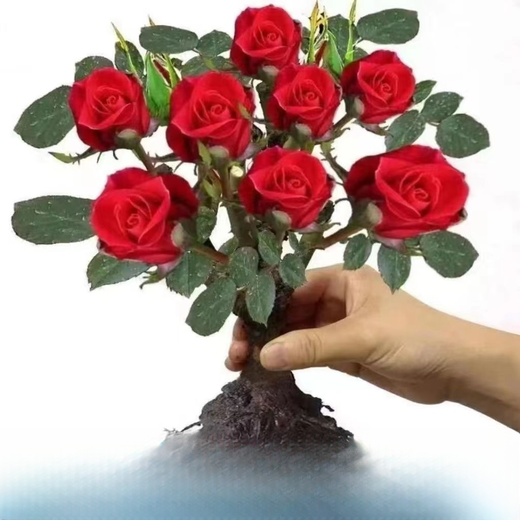 玫瑰花苗老桩四季开花大花浓香型盆栽爱莎玫瑰阳台室内外花卉大全