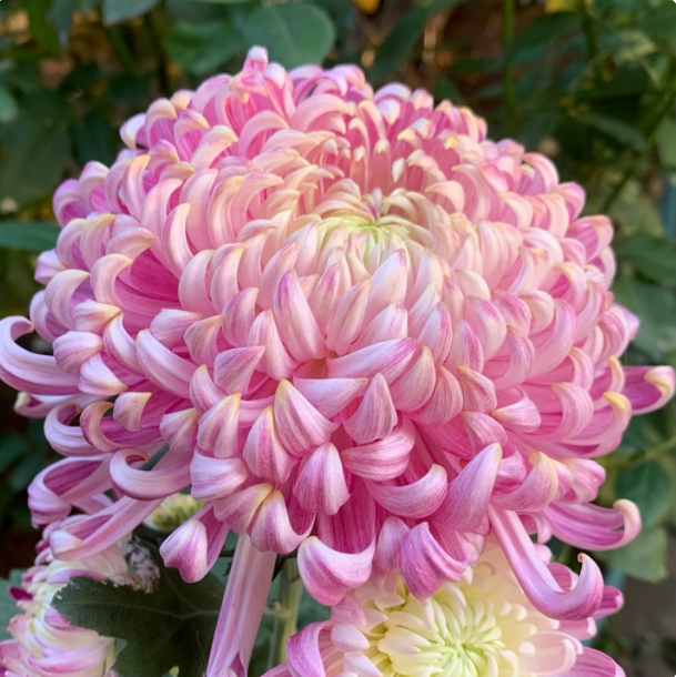 【国华加奈】独头独本大花稀有品菊花盆栽带花苞发货