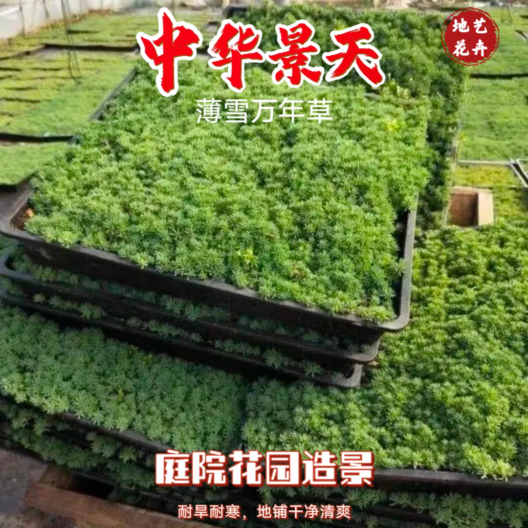 中华景天薄雪万年草多年生地被花镜植物耐寒精致盆栽庭院花园造景