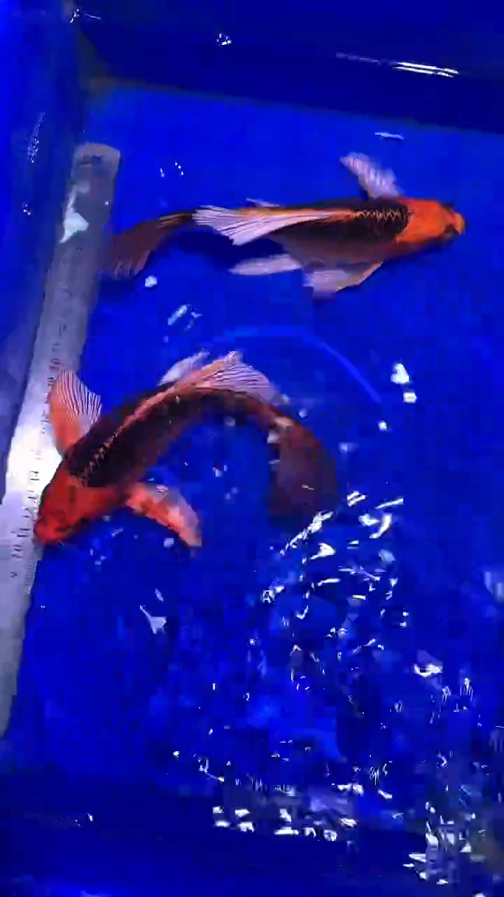 蝴蝶鲤鱼蝴蝶鲤直播选鱼专用链接 凭开箱视频售后