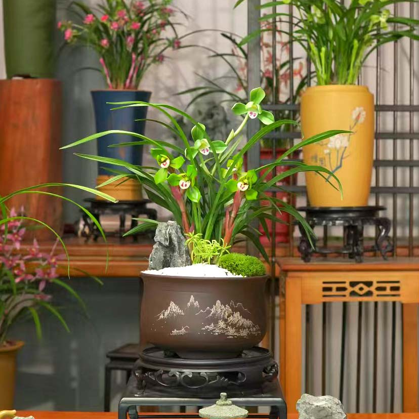 春兰铭品【大富贵】名贵兰花带紫砂盆 春兰办公室阳台盆栽精品兰花
