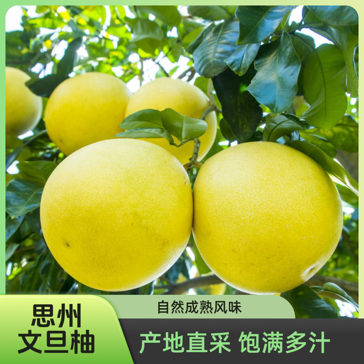 （尝鲜装）正宗文旦柚思州柚柚子白心柚子孕妇水果蜜柚水分足好剥皮