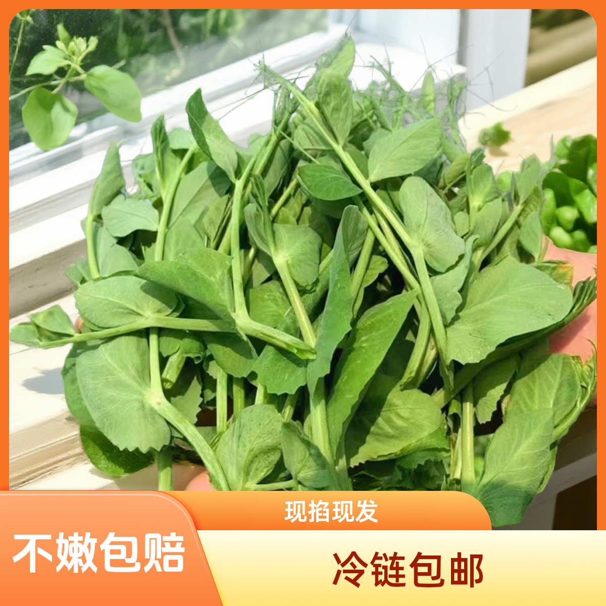 四川特产应季新鲜嫩豌豆尖龙须菜四川人的心尖尖冷链包邮