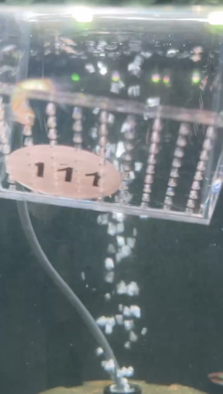 灯科鱼【111】白金杂灯