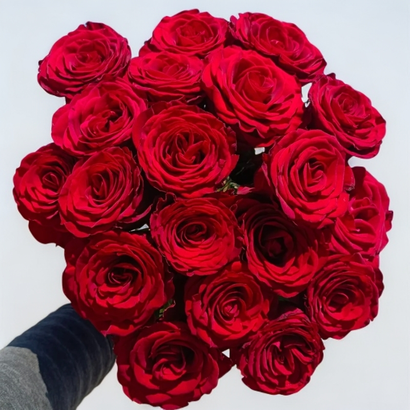【两单顺丰包邮】高原红玫瑰红色玫瑰花鲜花直播间现场直播卖花