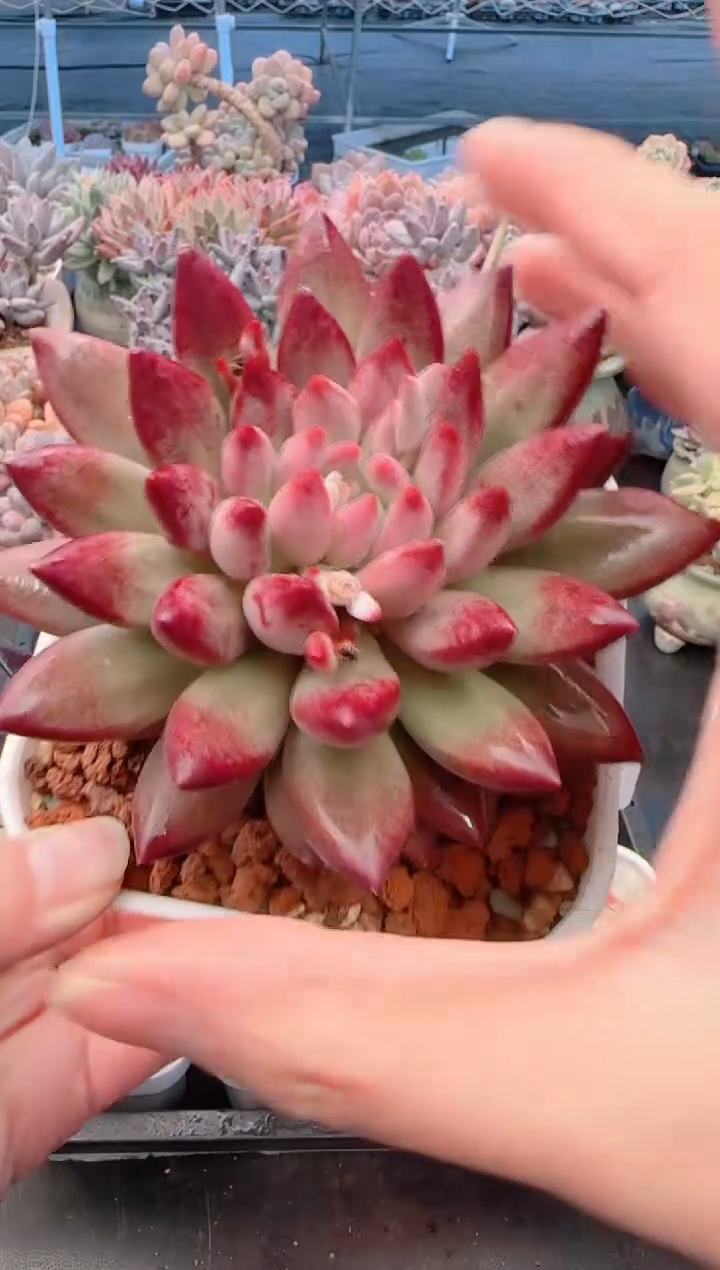 【闪购商品】7670.