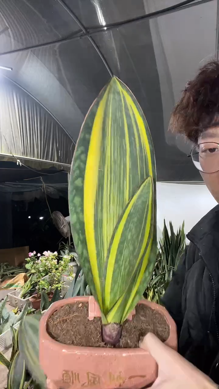 黄金宝镜单叶带心裸根15.8