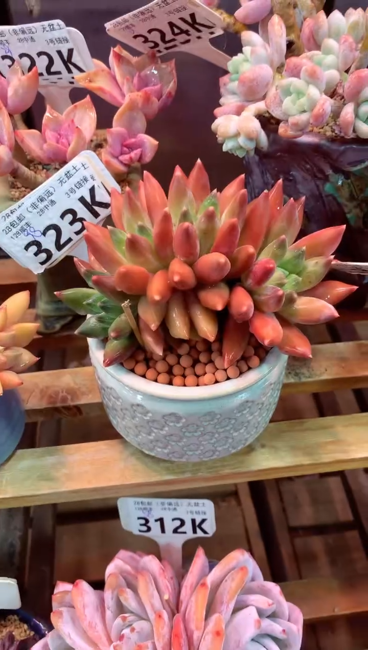 323K（一物一拍，精品多肉，所见即所得 ）