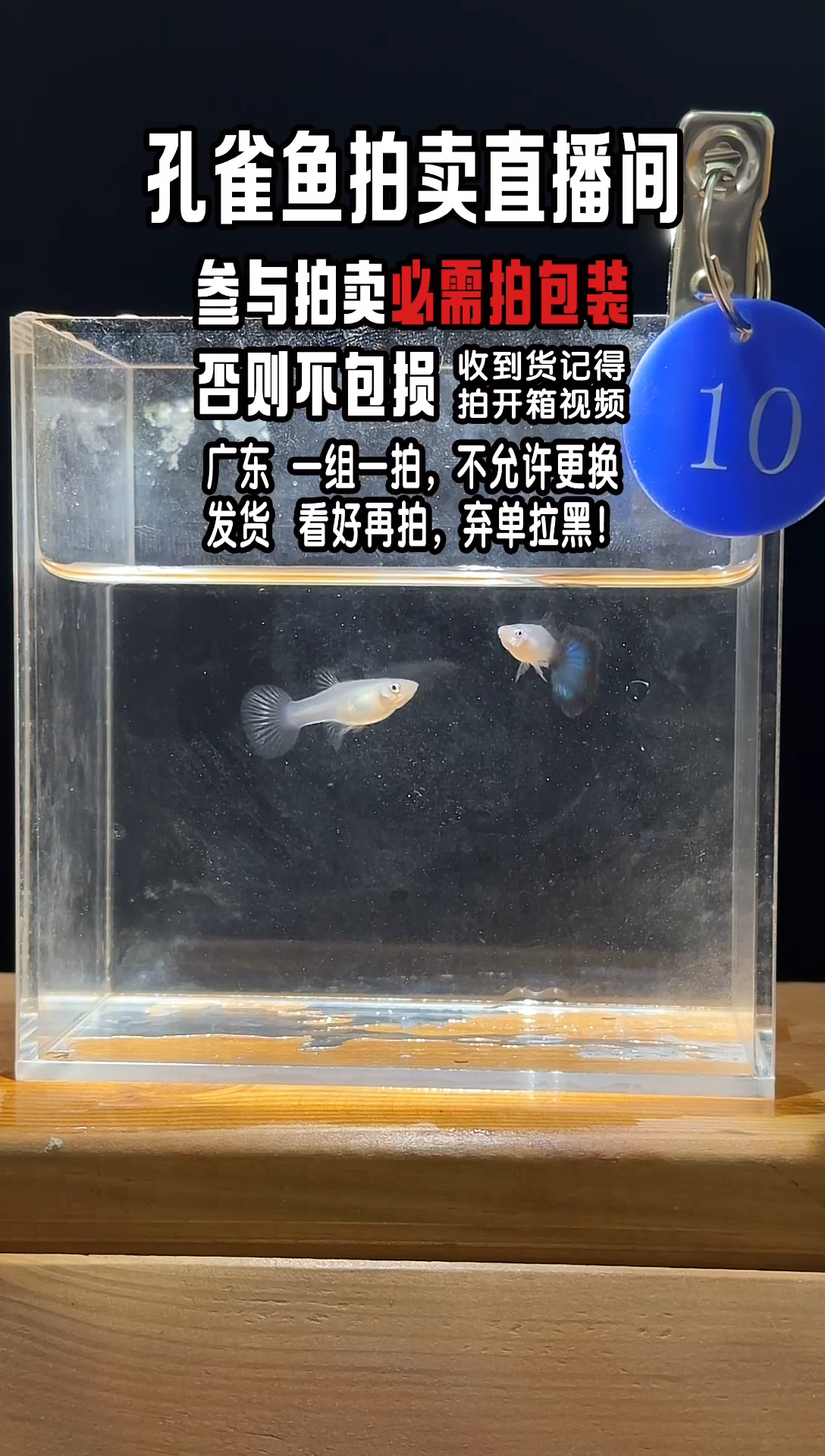 孔雀鱼蓝宝石1对