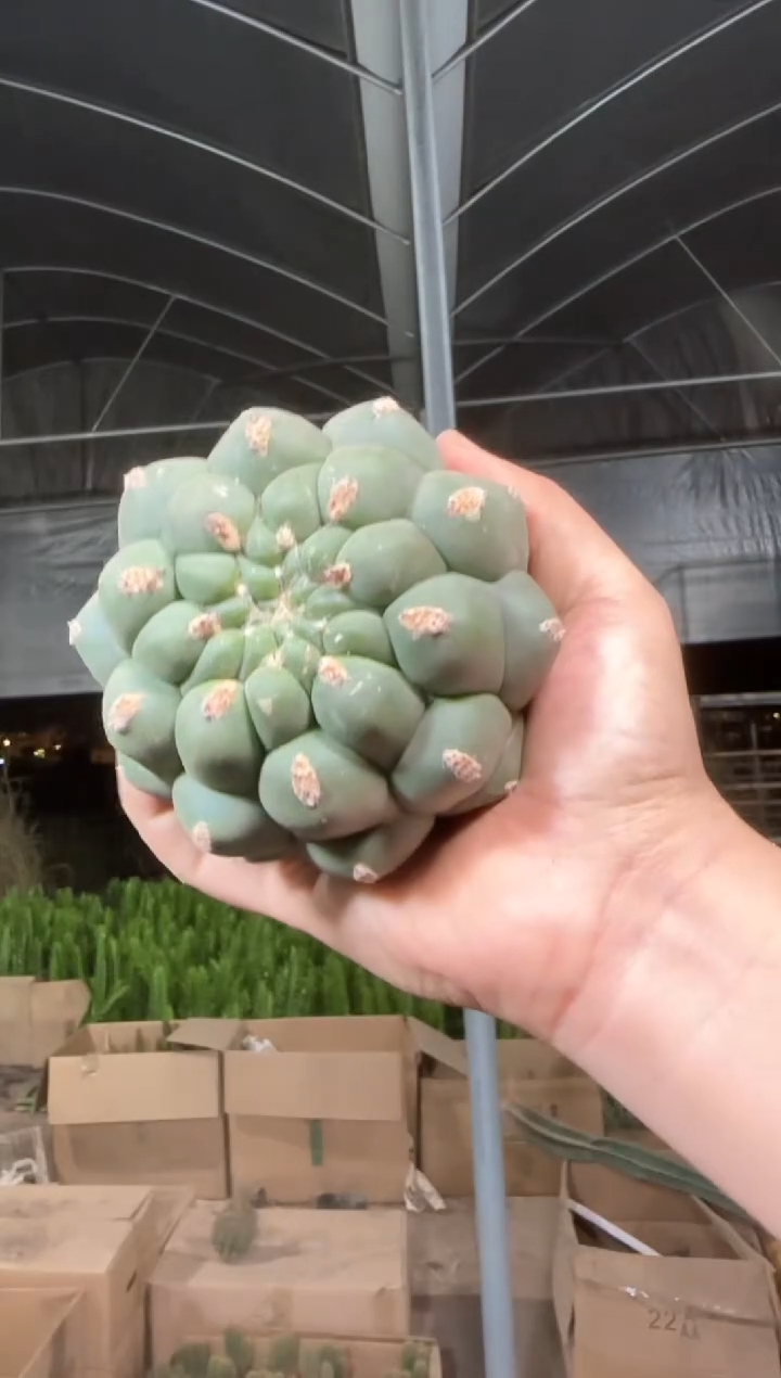 一物一拍 实生根 佛头