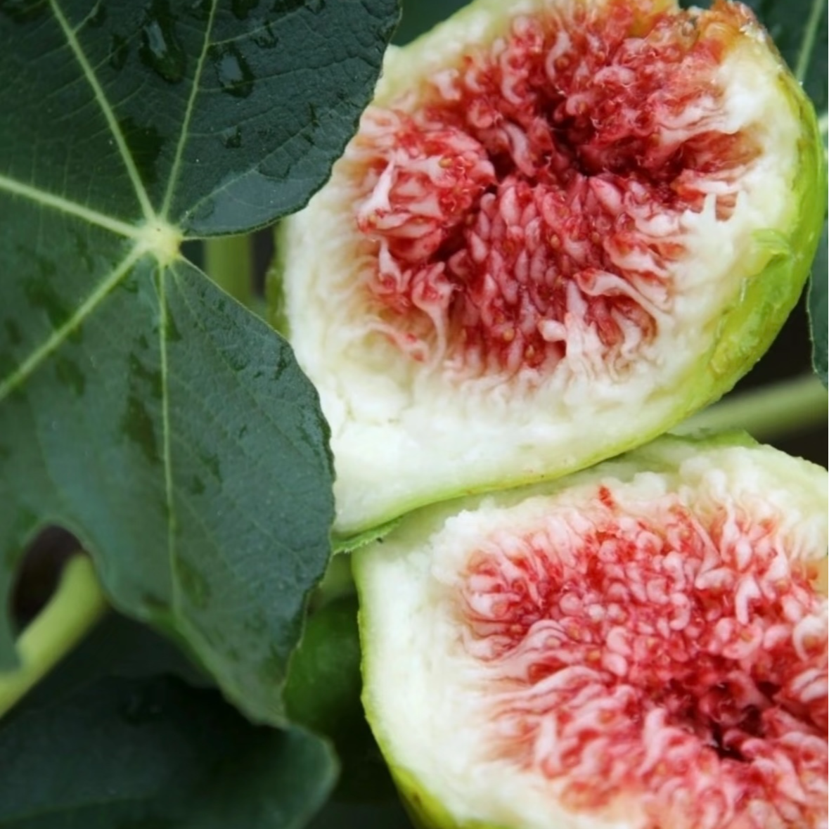 山东威海青皮无花果新鲜现摘现发顺丰空运