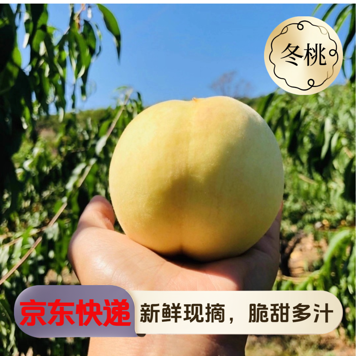 【京东快递】现摘新鲜水果雪蜜冬桃脆甜多汁口感细腻果香四溢冬桃