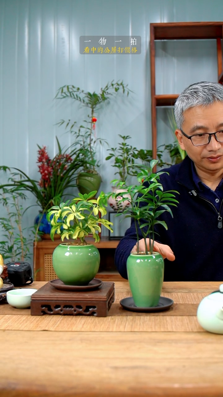 完全开放冬*圆334鸭脚木+竹柏