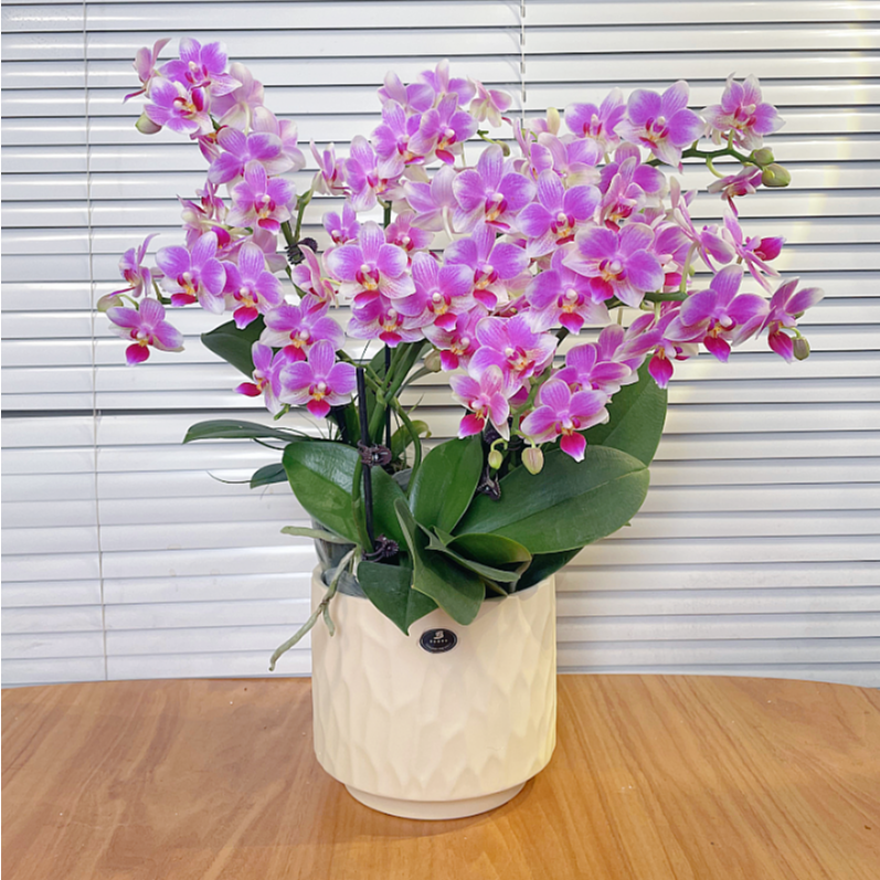 【盛夏-蝴蝶兰】高端鲜花 送礼 家居摆件 易养花期长 基地直发 