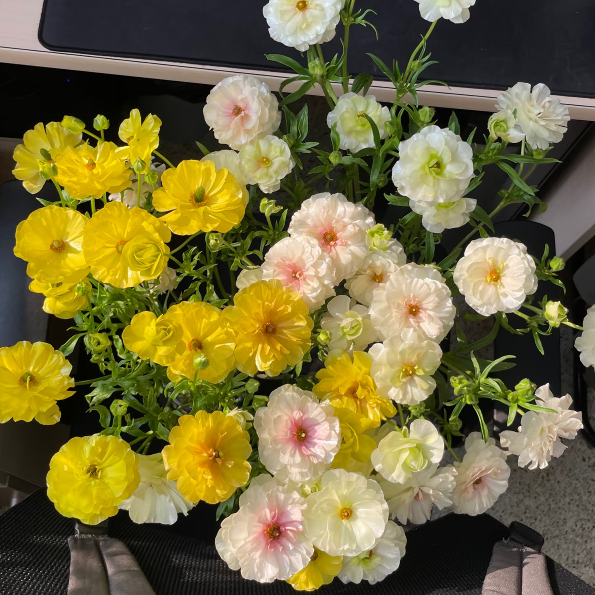 【黄色蝴蝶洋牡丹1扎+香槟色蝴蝶洋牡丹1扎】顺丰包邮图片仅供参考