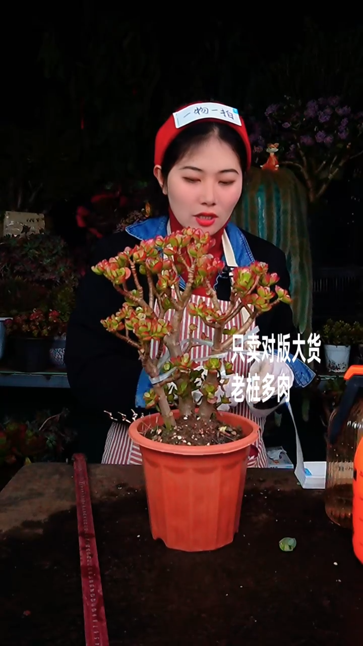 【闪购商品】摇钱树12号